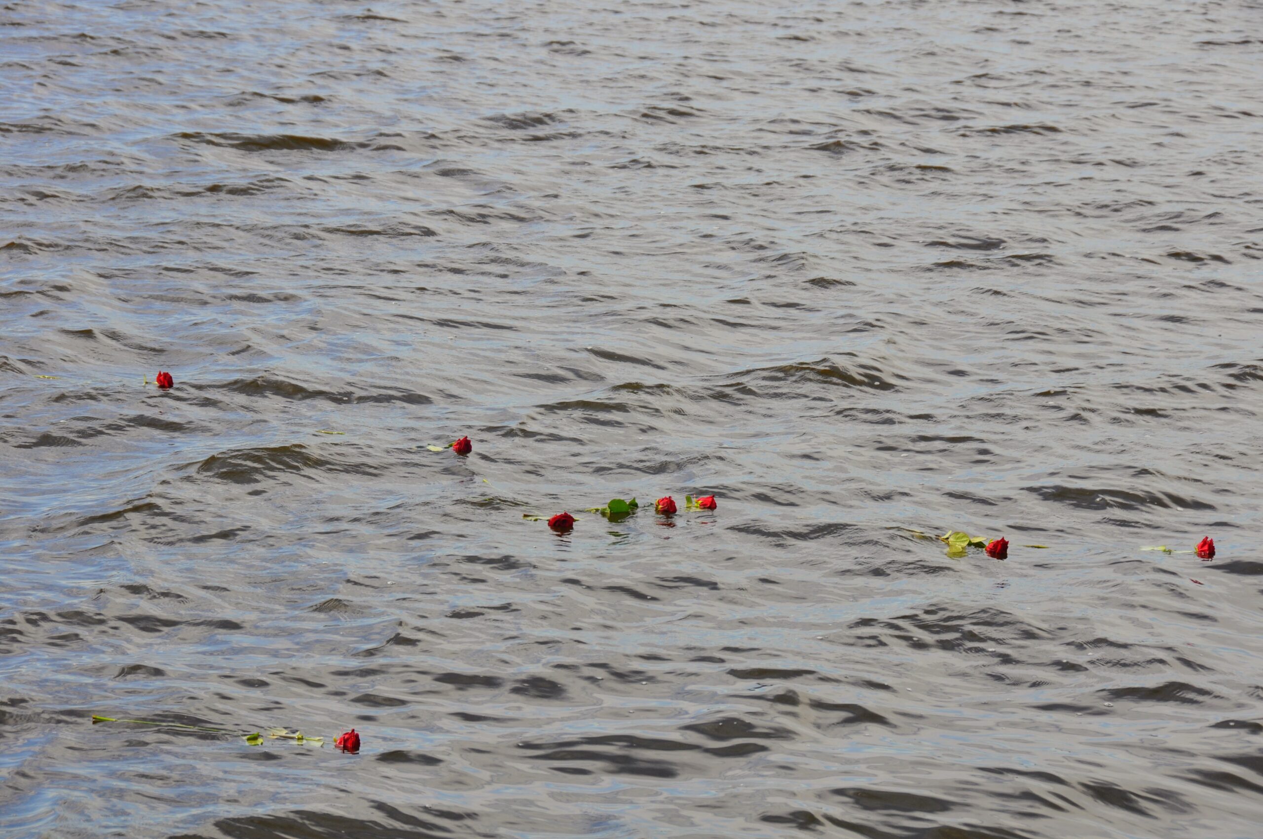Bloemen na een asverstrooiing in het water